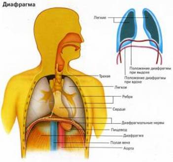 Механизм выдоха