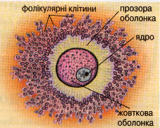 Будова яйцеклітини