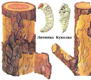 Шкода від комахи довгоносика