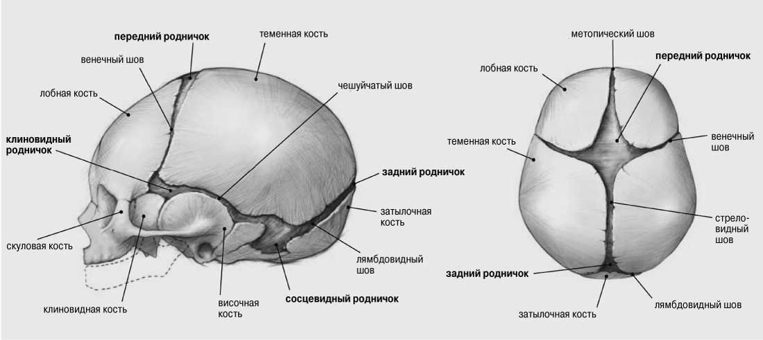 скелет