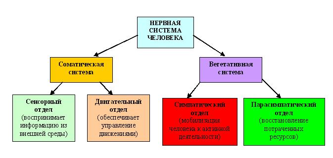 Схема строения нервной системы. фото