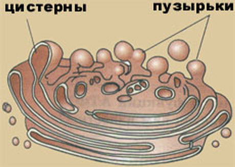 Апарат Гольджі