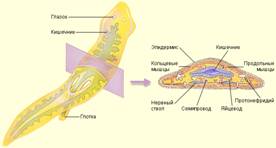 Будова планарії.