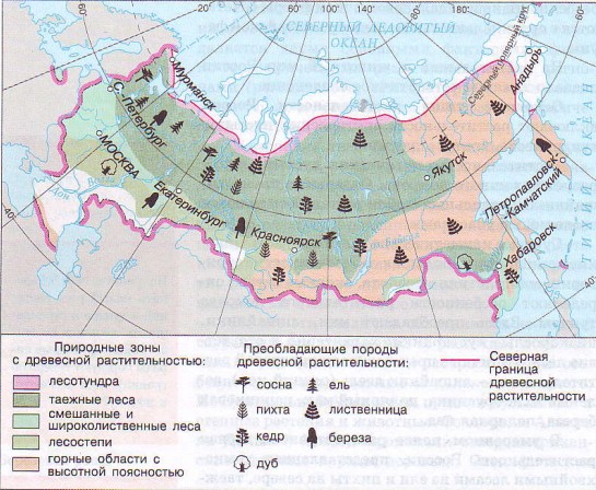 Типичные представители растительного мира России