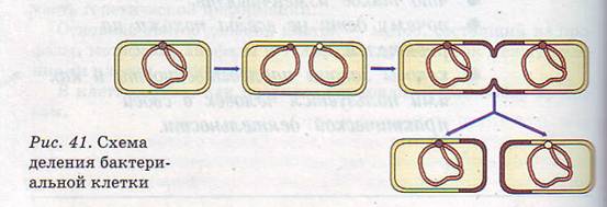 Схема деления бактериальной клетки