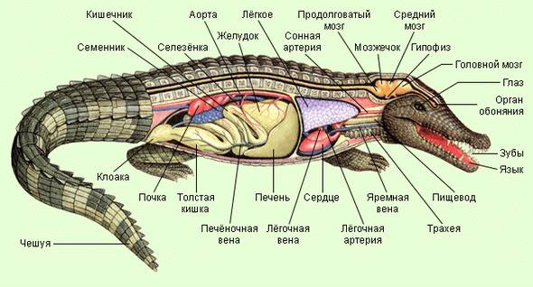 Внутрішня будова крокодила.