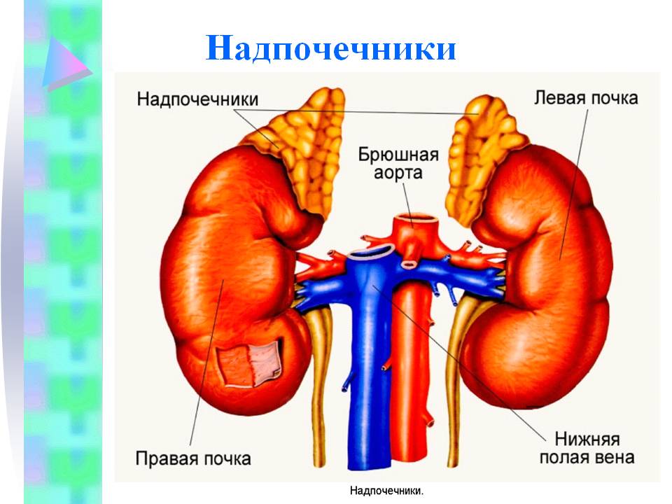 надпочеченик. фото