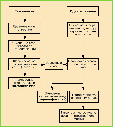 Систематика бактерій