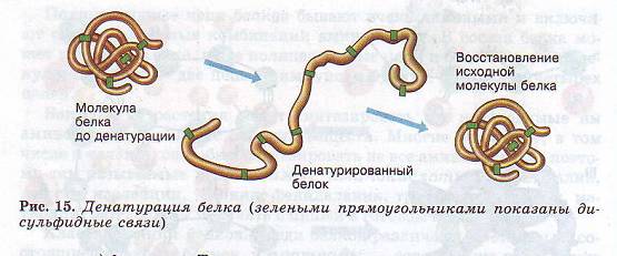 Ферментативная функция белков