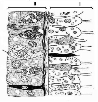 4 bio 8.jpg