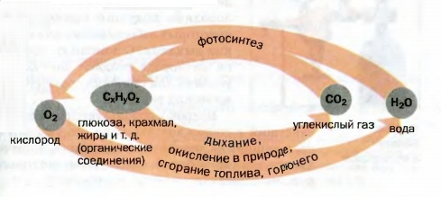 Круговорот Оксигена (основные звенья)