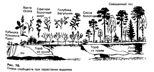 Смена сообществ