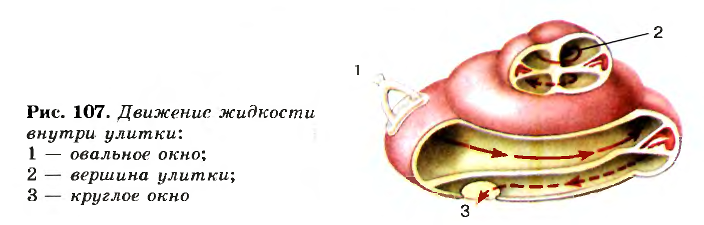 Движение жидкости внутри улитки