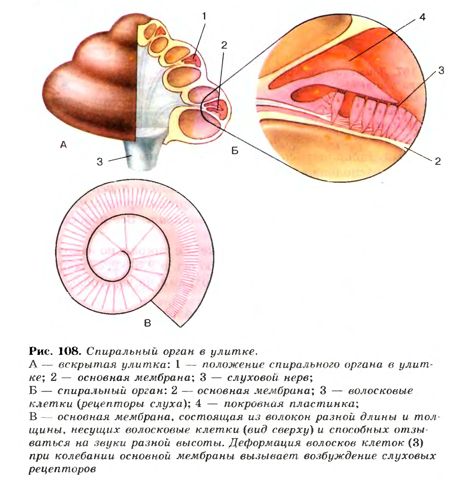 Спиральный орган в улитке