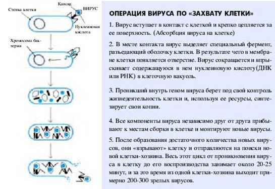 Атака віруса на клітину