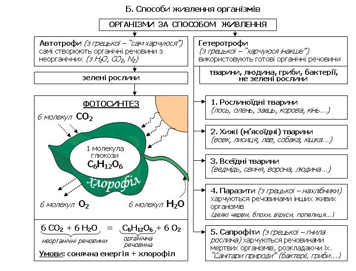 Живлення рослин і тварин-2.jpg