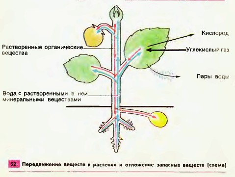 Передвижение веществ в растении