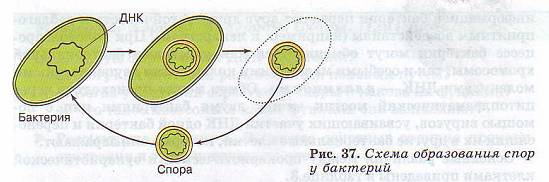 Образование спор