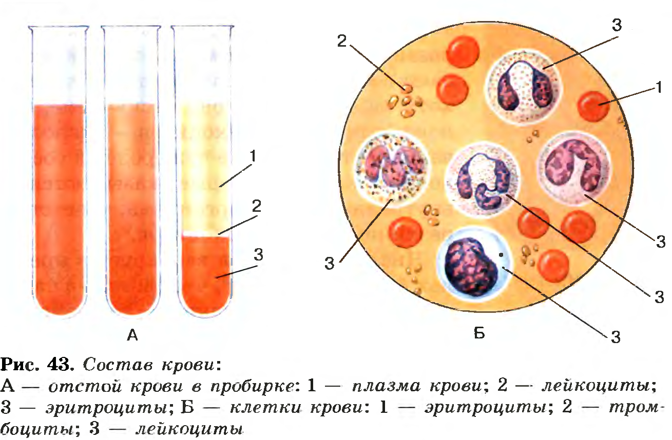 Состав крови