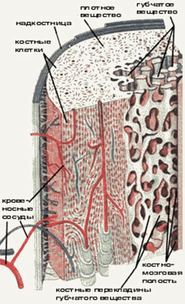 костная ткань