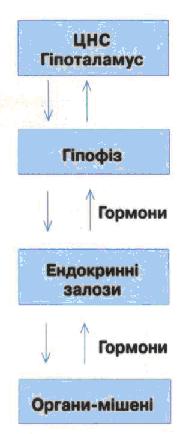 Схема дії гіпоталамо-гіпофізарної системи