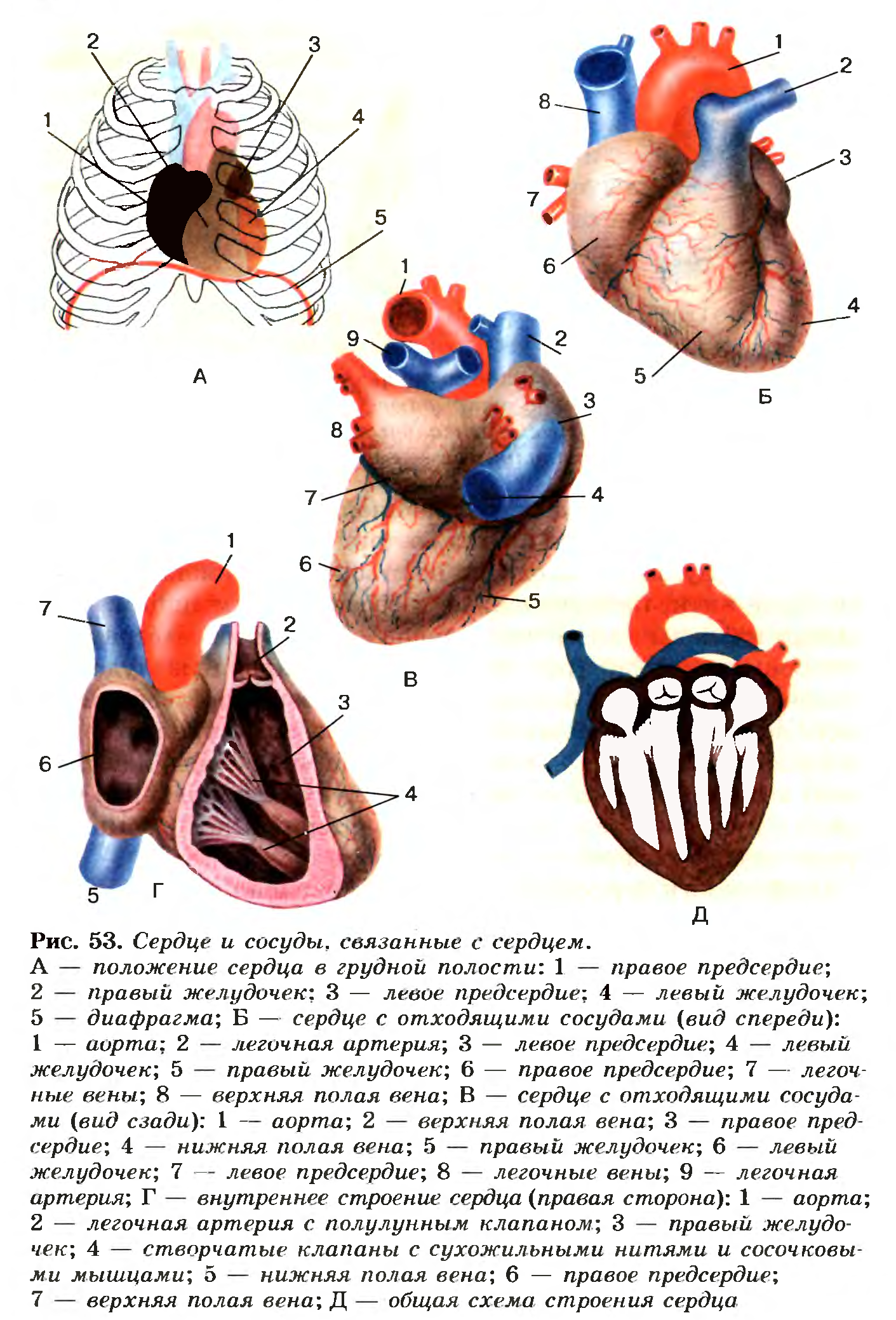 Сердце и сосуды