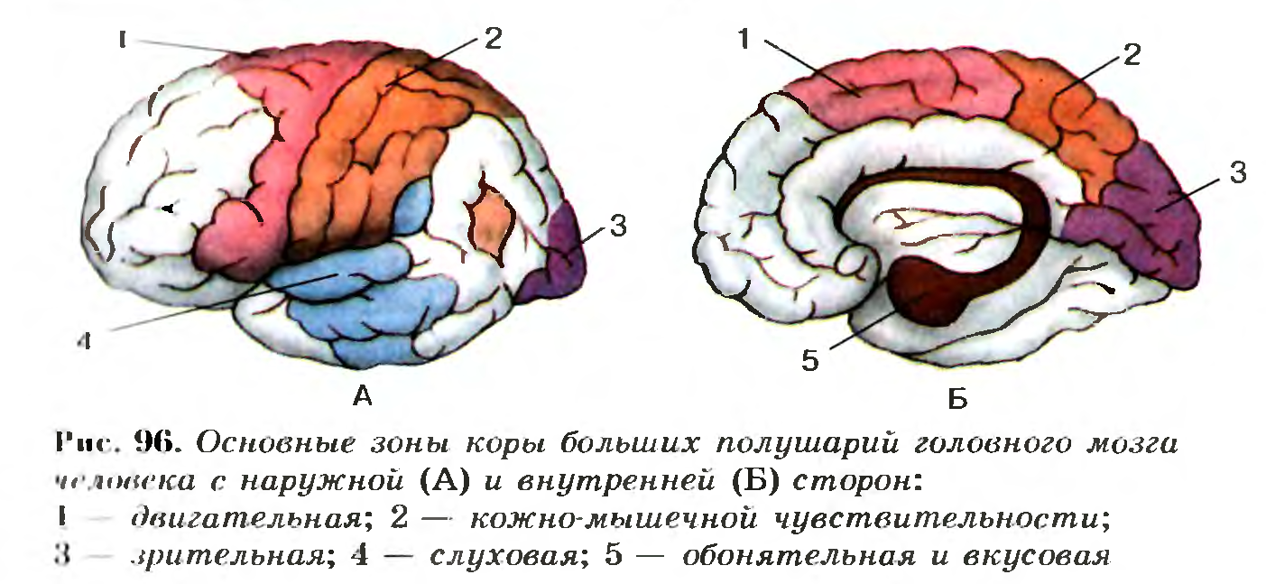 Основные зоны коры больших полушарий