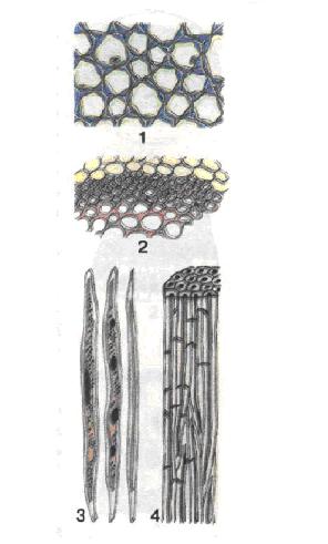 Механічні тканини, що складаються з живих (1) та відмерлих (2) клітин, волокна деревини (3), волокна лубу (4)