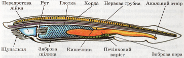 Внутрішня будова ланцетника