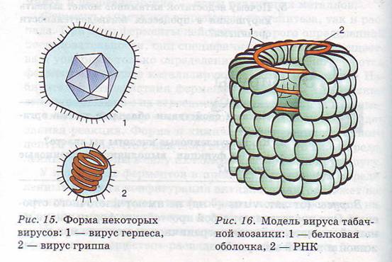 Вирусы