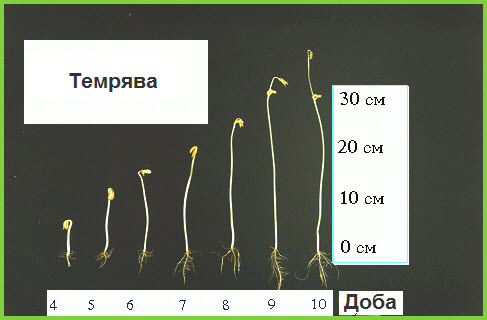 Темп росту квасолі у темряві