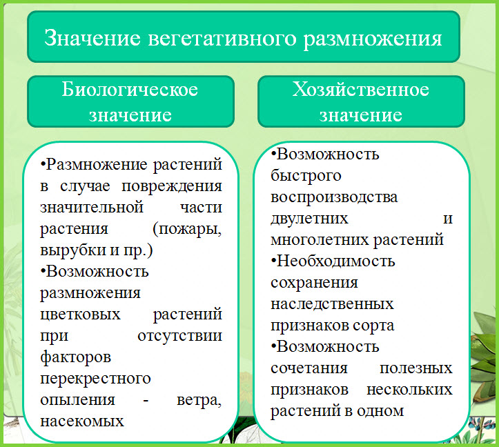 Значення вегетативного розмноження