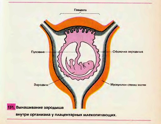 Вынашивание зародыша