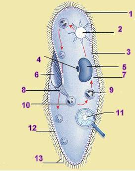 Будова інфузорії, схематичне зображення