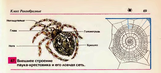 Паук-крестовик