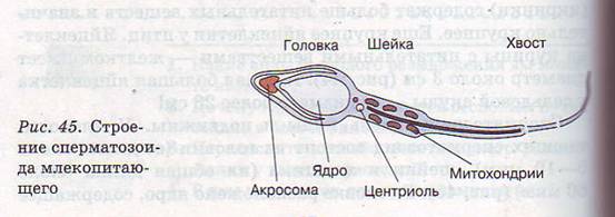 Сперматозоид млекопитающего