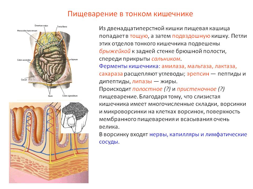 Пищеварение в тонком кишечнике. фото