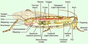 Внутрішня будова стрибунця